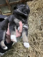 Nova, a female Norwegian Elkhound for sale in Homer, MI – 7 of 8