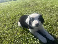 Moose, a male Border Collie and Great Pyrenees for sale in Homer, MI – 8 of 10