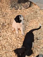 Max , a male Border Collie and Old English Sheepdog for sale in Homer, MI – 4 of 7