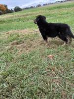 Sadie, a female German Shepherd Dog and Golden Retriever for sale in Homer, MI – 6 of 8