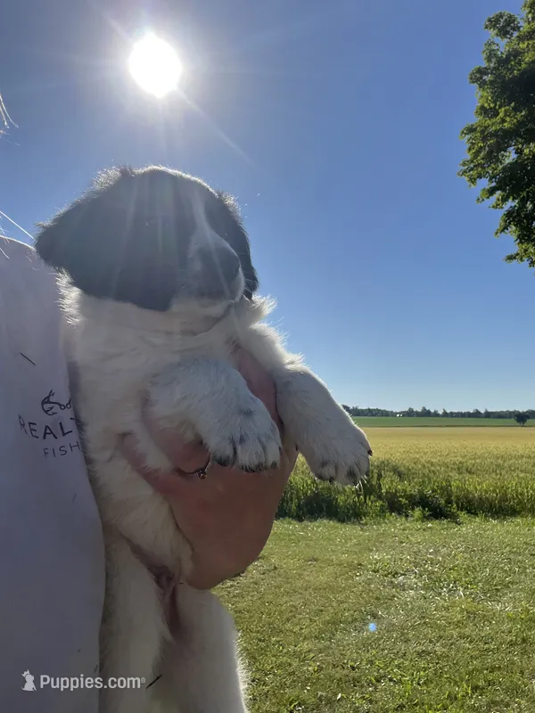 Axe – Border Collie, Great Pyrenees puppy for sale in Homer, MI