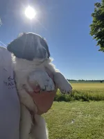 Axe, a male Border Collie and Great Pyrenees for sale in Homer, MI – 1 of 7