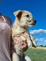 Mally, a female German Shepherd Dog and Anatolian Shepherd Dog for sale in Homer, MI – 7 of 8
