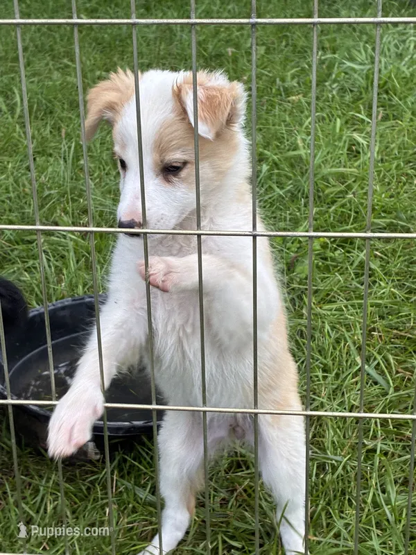 Rosie  – Australian Cattle Dog, Australian Shepherd puppy for sale in Homer, MI
