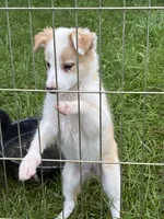 Rosie , a female Australian Cattle Dog and Australian Shepherd for sale in Homer, MI – 1 of 9