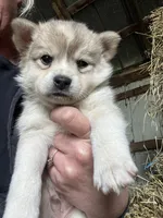 Sadie, a male Norwegian Elkhound for sale in Homer, MI – 1 of 6