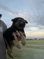 Raven, a female German Shepherd Dog for sale in Homer, MI – 1 of 2
