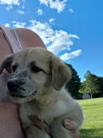 Mally, a female German Shepherd Dog and Anatolian Shepherd Dog for sale in Homer, MI – 8 of 8