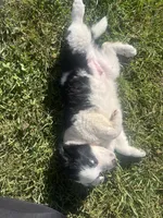 Moose, a male Border Collie and Great Pyrenees for sale in Homer, MI – 9 of 10