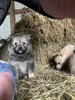 Willow, a female Norwegian Elkhound for sale in Homer, MI – 3 of 5