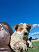 Foxy, a female Australian Stumpy Tail Cattle Dog for sale in Homer, MI – 2 of 8
