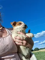 Foxy, a female Australian Stumpy Tail Cattle Dog for sale in Homer, MI – 3 of 8