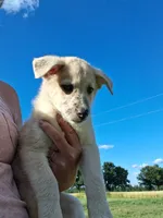 Timber, a male German Shepherd Dog and Anatolian Shepherd Dog for sale in Homer, MI – 5 of 9