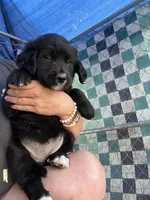 Max, a male Bernese Mountain Dog and Golden Retriever for sale in Homer, MI – 3 of 6