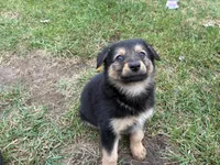 Nala, a female German Shepherd Dog for sale in Homer, MI – 2 of 7