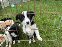 Oreo, a male Australian Cattle Dog and Australian Shepherd for sale in Homer, MI – 5 of 6