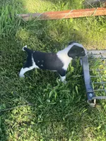 Trigger , a male Border Collie and Great Pyrenees for sale in Homer, MI – 9 of 9