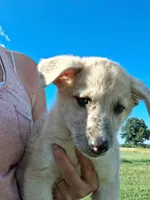 Timber, a male German Shepherd Dog and Anatolian Shepherd Dog for sale in Homer, MI – 7 of 9
