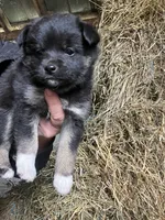 Nova, a female Norwegian Elkhound for sale in Homer, MI – 3 of 8