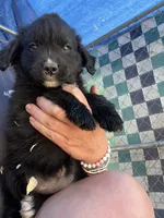 Nova , a female Bernese Mountain Dog and Golden Retriever for sale in Homer, MI – 4 of 6
