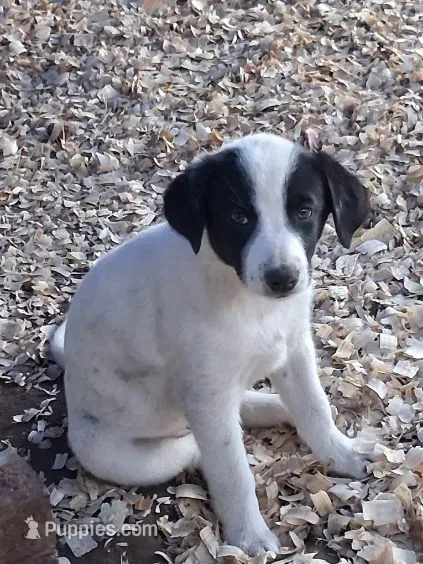 Shelby – Border Collie, Great Pyrenees puppy for sale in Homer, MI