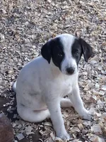 Shelby, a female Border Collie and Great Pyrenees for sale in Homer, MI – 1 of 7