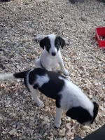 Nova, a female Border Collie and Great Pyrenees for sale in Homer, MI – 8 of 8