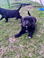 Rex, a male Labrador Retriever for sale in Homer, MI – Photo 1 of 9