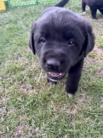 Rex, a male Labrador Retriever for sale in Homer, MI – Photo 2 of 9