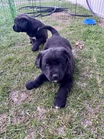 Rex, a male Labrador Retriever for sale in Homer, MI – Photo 4 of 9