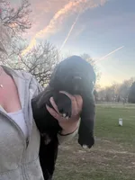 Rex, a male Labrador Retriever for sale in Homer, MI – Photo 9 of 9