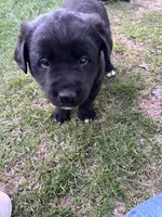 Rex, a male Labrador Retriever for sale in Homer, MI – Photo 6 of 9