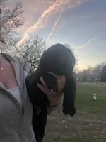 Rex, a male Labrador Retriever for sale in Homer, MI – Photo 7 of 9