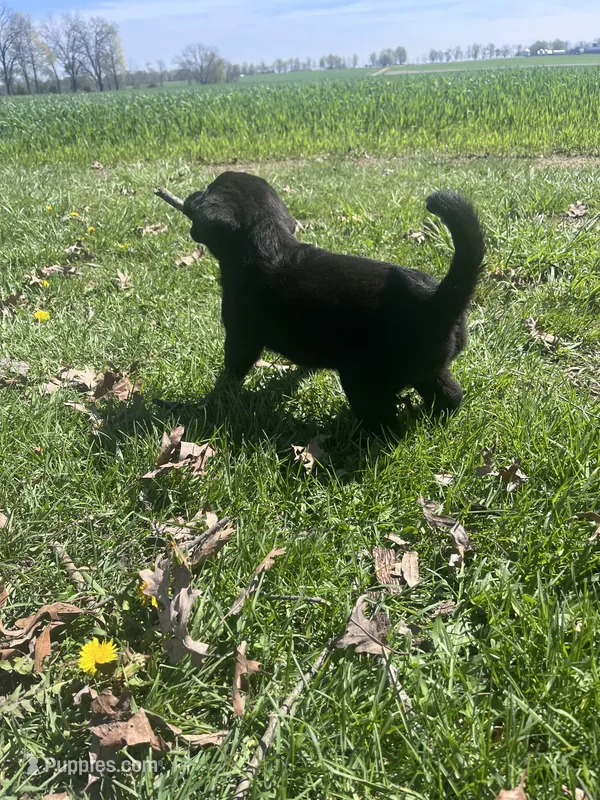 Raven – Labrador Retriever puppy for sale in Homer, MI