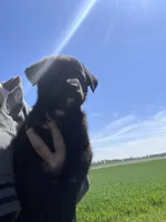 Raven, a female Labrador Retriever for sale in Homer, MI – Photo 5 of 8