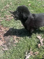 Raven, a female Labrador Retriever for sale in Homer, MI – Photo 4 of 8