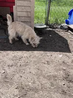 Scruffy Muffy, a female Cairn Terrier and Havamalt for sale in Homer, MI – Photo 8 of 8