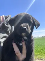 Raven, a female Labrador Retriever for sale in Homer, MI – Photo 2 of 8