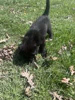 Raven, a female Labrador Retriever for sale in Homer, MI – Photo 8 of 8