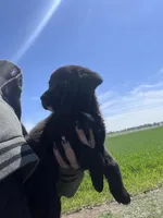 Raven, a female Labrador Retriever for sale in Homer, MI – Photo 7 of 8