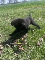 Raven, a female Labrador Retriever for sale in Homer, MI – Photo 3 of 8