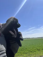 Raven, a female Labrador Retriever for sale in Homer, MI – Photo 6 of 8