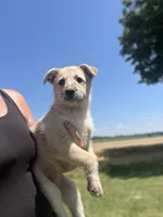 Mally, a female German Shepherd Dog for sale in Homer, MI – 2 of 10