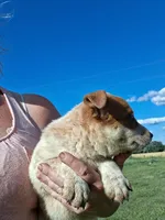 Foxy, a female Australian Stumpy Tail Cattle Dog for sale in Homer, MI – 4 of 8