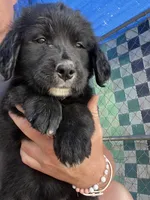 Nova , a female Bernese Mountain Dog and Golden Retriever for sale in Homer, MI – 3 of 6