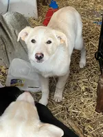 Bell, a female Border Collie and Labrador Retriever for sale in Homer, MI – Photo 1 of 3