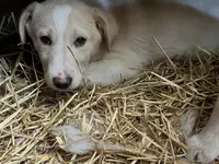 Bell, a female Border Collie and Labrador Retriever for sale in Homer, MI – Photo 3 of 3