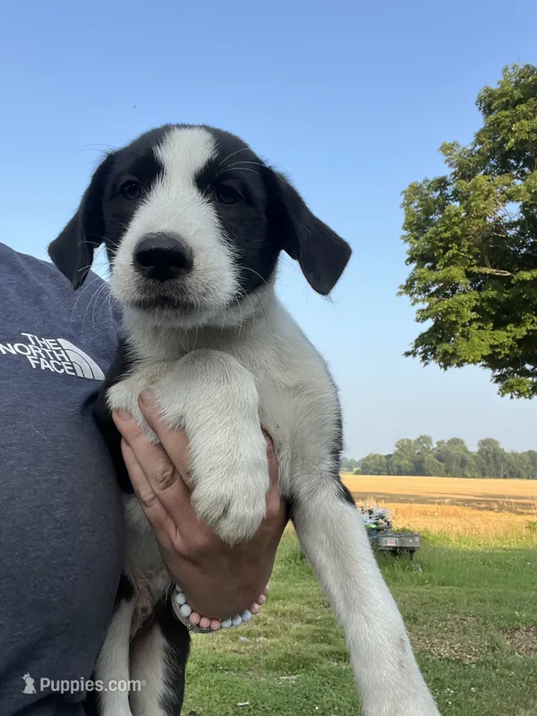 Stunner – Border Collie, Old English Sheepdog puppy for sale in Homer, MI