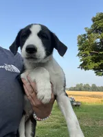 Stunner, a male Border Collie and Old English Sheepdog for sale in Homer, MI – 2 of 6