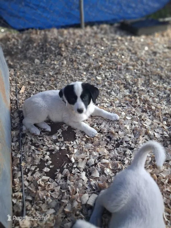 Shelby – Border Collie, Great Pyrenees puppy for sale in Homer, MI